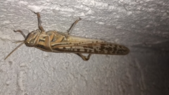 Cyrtacanthacridini