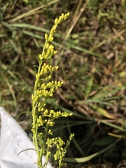 Solidago pinetorum