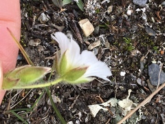 Cerastium nigrescens