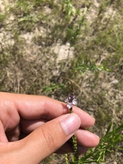 Verbena simplex