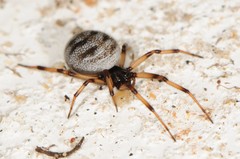 Steatoda albomaculata