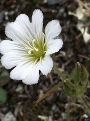 Cerastium nigrescens