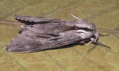 Sphinx maurorum
