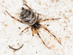 Steatoda albomaculata