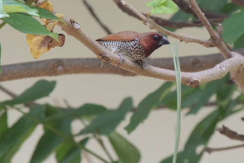 Lonchura punctulata
