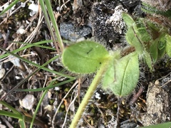 Cerastium nigrescens