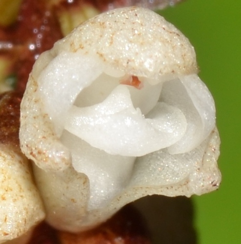 Appendicula cornuta