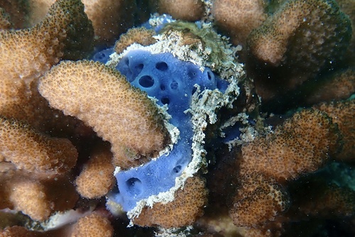 Cladocroce burapha observed 2024-12-26