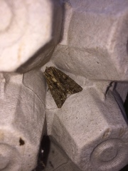 Apamea monoglypha