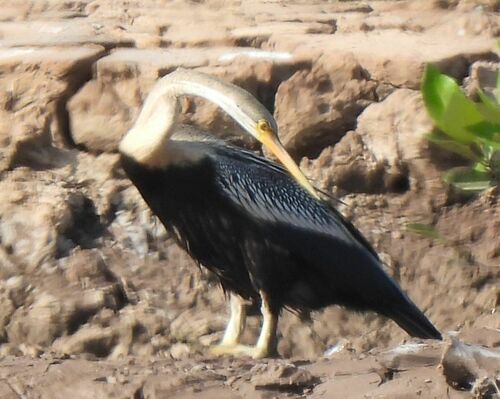 Oriental Darter