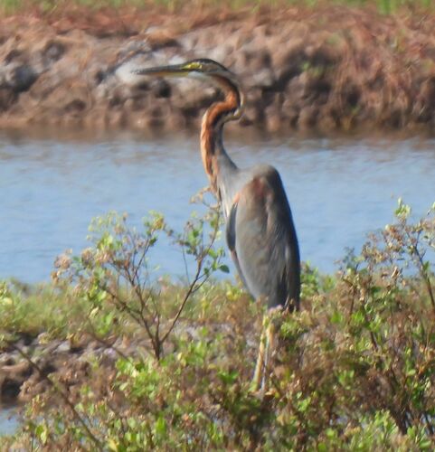 Purple Heron