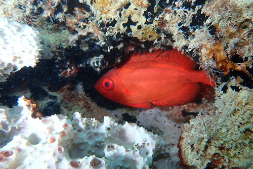 Priacanthus meeki observed 2024-12-26