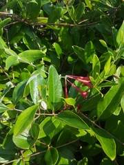 Lonicera sempervirens