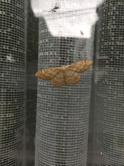 Idaea aversata