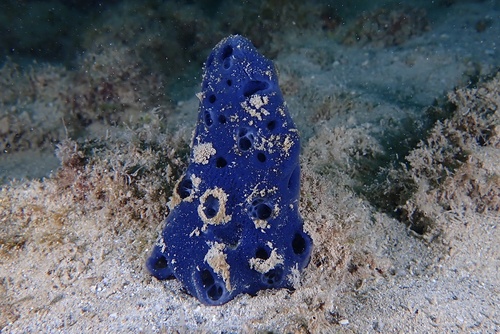 Cladocroce burapha observed 2024-12-26