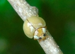 Paraneda pallidula
