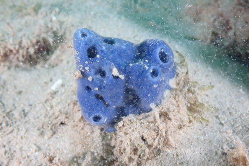 Cladocroce burapha