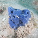 Cladocroce burapha