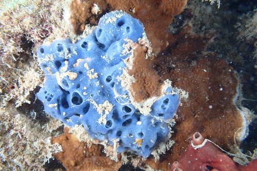 Cladocroce burapha observed 2024-12-26