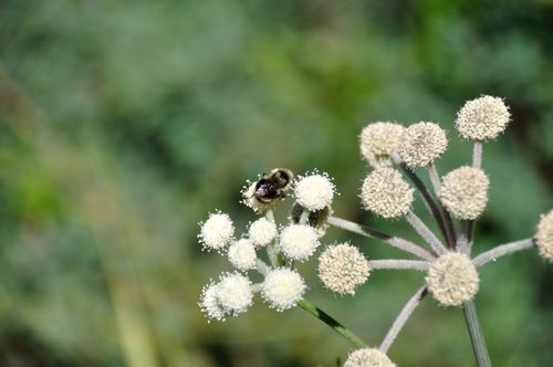 iNaturalist observation photo of Nearctic Bumble Bee