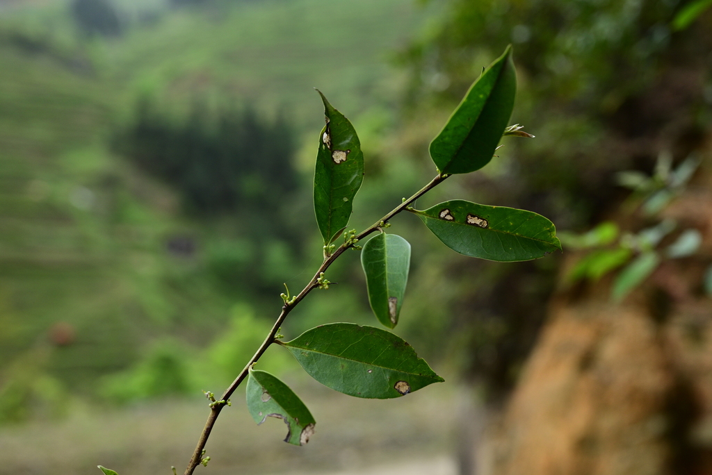Ilex stewardii (Ilex stewardii)