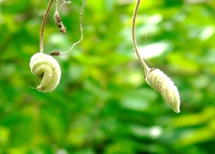 Helicteres baruensis