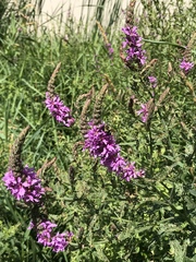 Lythrum salicaria