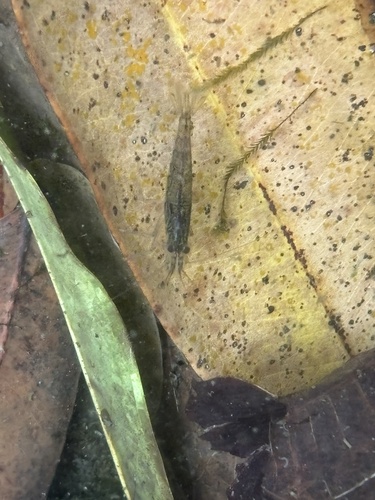 Atyoida serrata observed 2024-12-26
