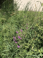 Lythrum salicaria