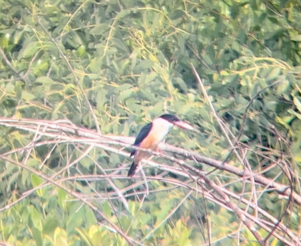 Black-capped Kingfisher