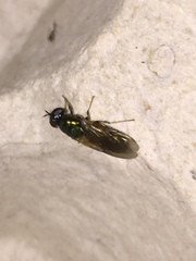 Chloromyia formosa