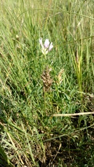Astragalus laxmannii robustior
