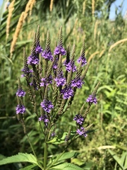 Verbena hastata