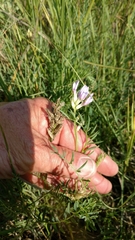 Astragalus laxmannii robustior