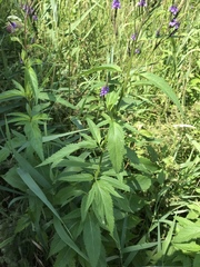 Verbena hastata