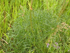 Peucedanum morisonii