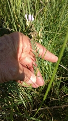Astragalus laxmannii robustior