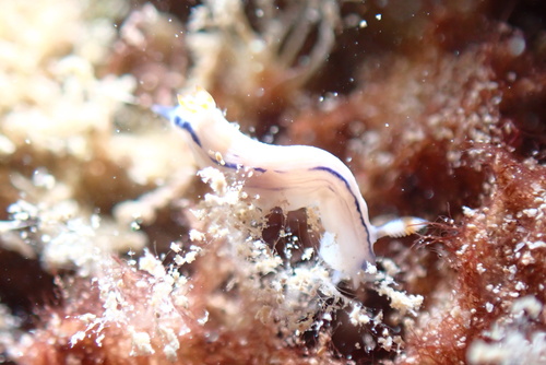 Pease's Nudibranch