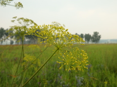 Peucedanum morisonii