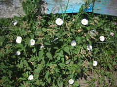 Convolvulus arvensis