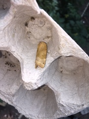 Noctua fimbriata