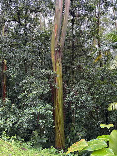Eucalyptus deglupta - Leaves