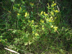 Melilotus altissimus