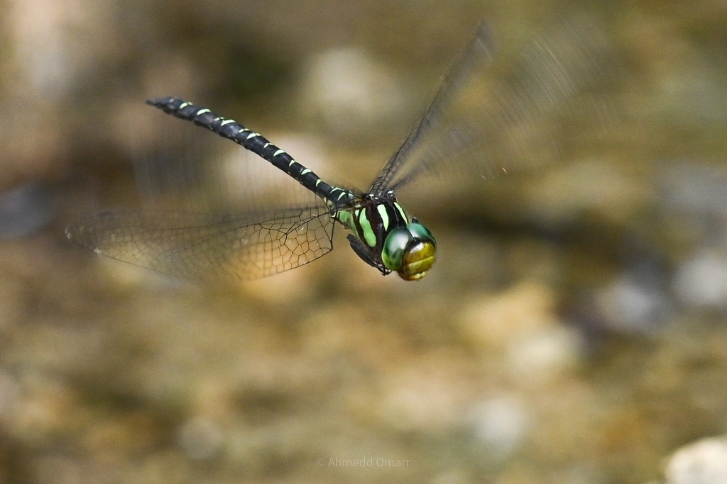 Gynacanthaeschna