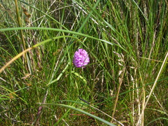 Anacamptis pyramidalis