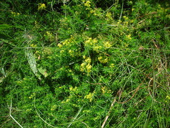 Galium verum