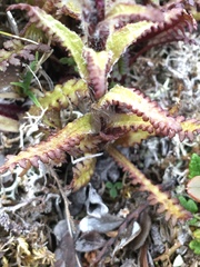 Pedicularis hirsuta