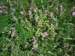 Ononis spinosa procurrens