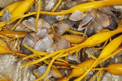 Dosima fascicularis