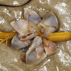 Dosima fascicularis